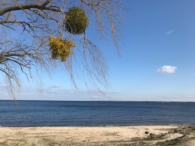 The brown beach during the day a green tree
